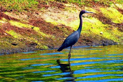 High angle view of gray heron on water