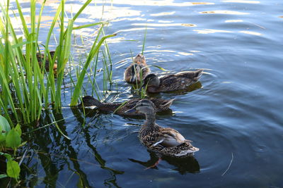 High angle view of duck swimming in lake