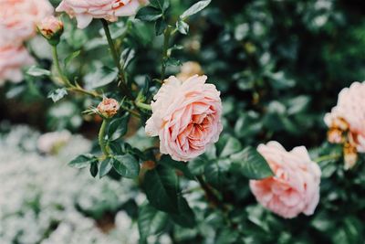 Close-up of rose blooming outdoors