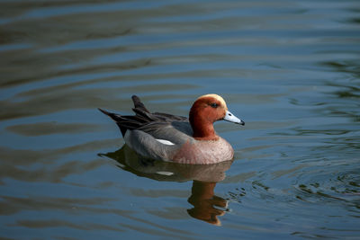 Close-up of duck swimming in lake