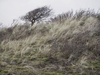 Scenic view of field against clear sky