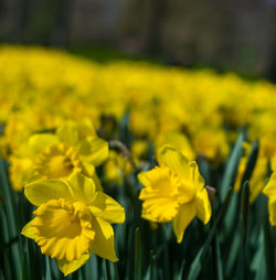 Close-up of yellow flowering plant on field