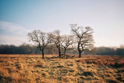 Bare trees on landscape against sky