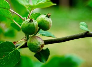 Close-up of fruits growing on tree