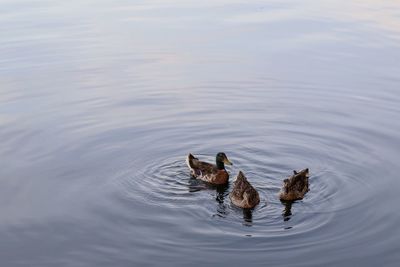 High angle view of ducks swimming in lake