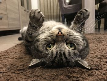 Close-up portrait of a cat