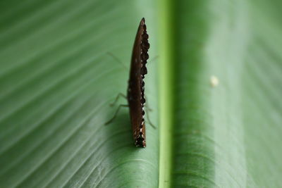 Close-up of plant against blurred background