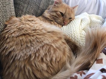 Cat relaxing on bed