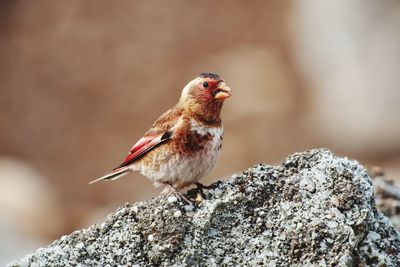 Close-up of bird perching on rock