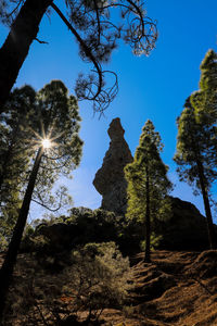 Low angle view of trees against clear sky