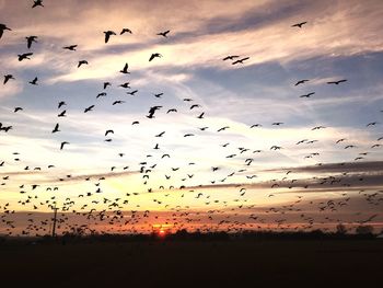 Flock of birds flying against sky at sunset