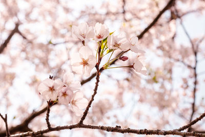 Close-up of cherry blossoms on tree