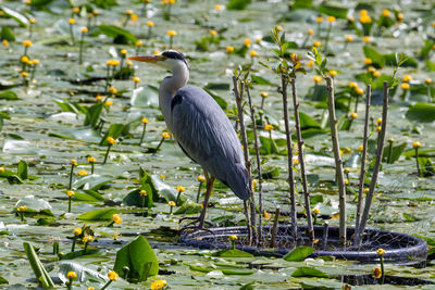 View of a bird in lake