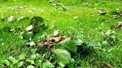 Close-up of mushrooms on field