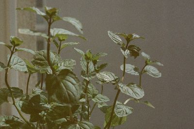 Plants growing on a tree
