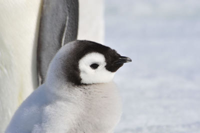 Close-up of a bird on snow