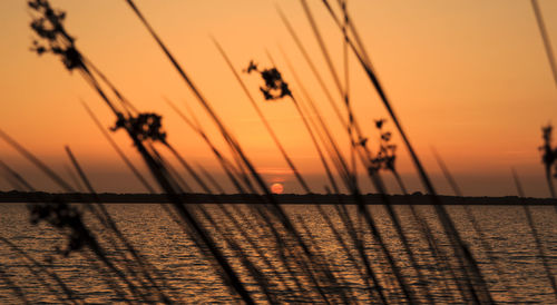 Silhouette plants against sky during sunset