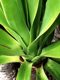 Close-up of cactus plant