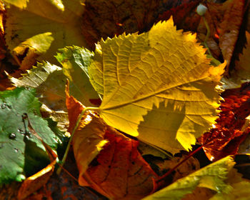 Close-up of maple leaf during autumn