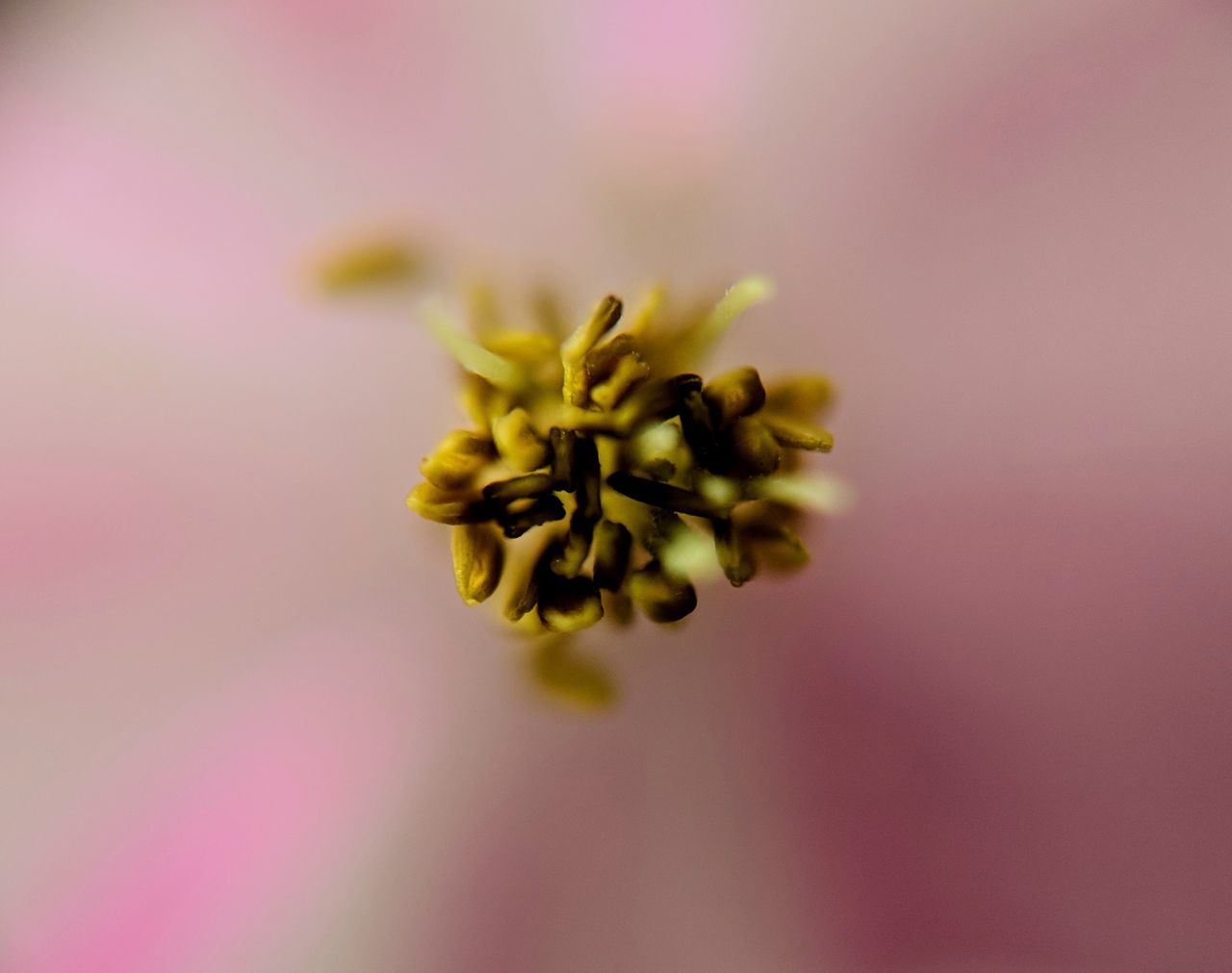 flower, flowering plant, plant, beauty in nature, vulnerability, fragility, close-up, petal, freshness, flower head, inflorescence, no people, selective focus, growth, nature, pollen, colored background, pink color, yellow, purple