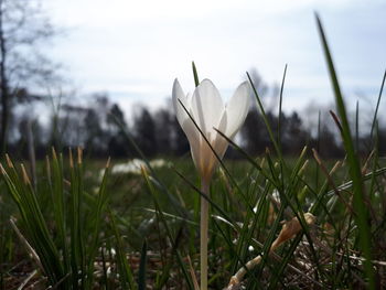 Close-up of white crocus flowers on field