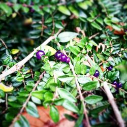 Close-up of plants growing outdoors