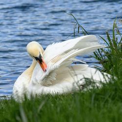 Side view of swan in water