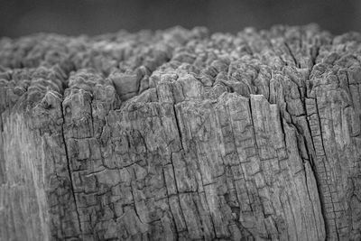 Close-up of tree stump