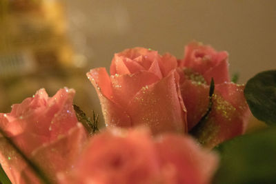 Close-up of water drops on rose