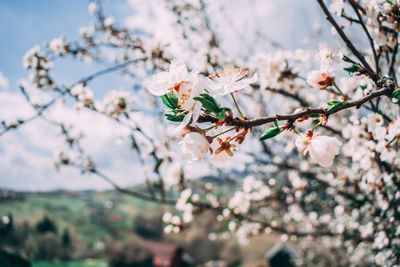 Close-up of cherry blossoms on branch