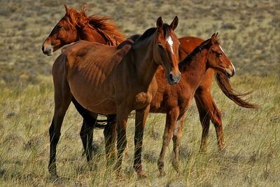 Horses in a field