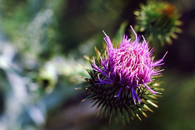 Close-up of purple thistle flower
