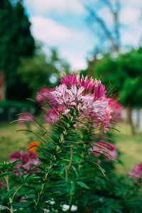 Close-up of pink flower