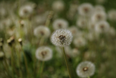 Close-up of dandelion flower on field