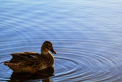 Mallard duck swimming in lake