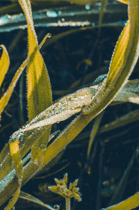 Close-up of yellow leaf