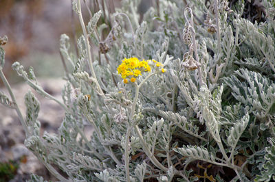 Close-up of yellow flowering plants