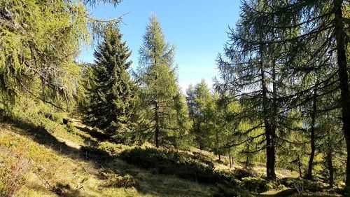 Trees in forest against sky