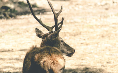 Close-up of deer