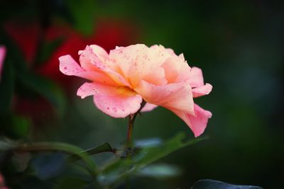 Close-up of pink rose