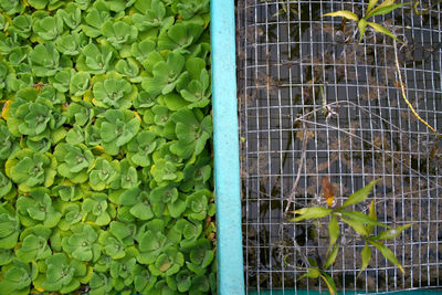 High angle view of food on plant