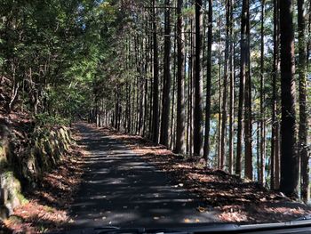 Walkway amidst trees in forest