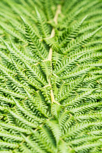 Close-up of fern leaves