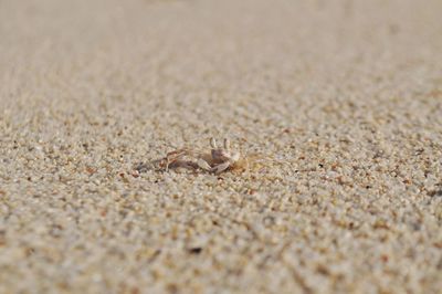 Crab at beach on sunny day