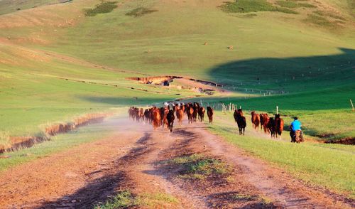 Horses walking on field