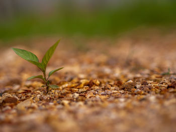 Close-up of plant growing on field