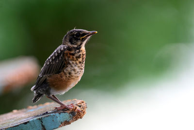 Close-up of a bird