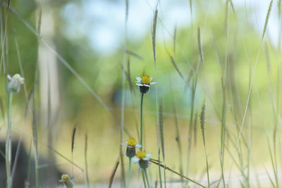 Close-up of yellow flowering plant on field