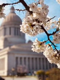 Close-up of cherry blossom tree against building