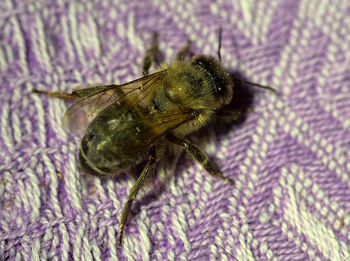Close-up of bee on purple fabric